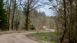 Waldweg an Ostern