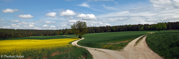 Weg Feld Wald